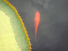 286 Longwood Gardens [2008 August 23]